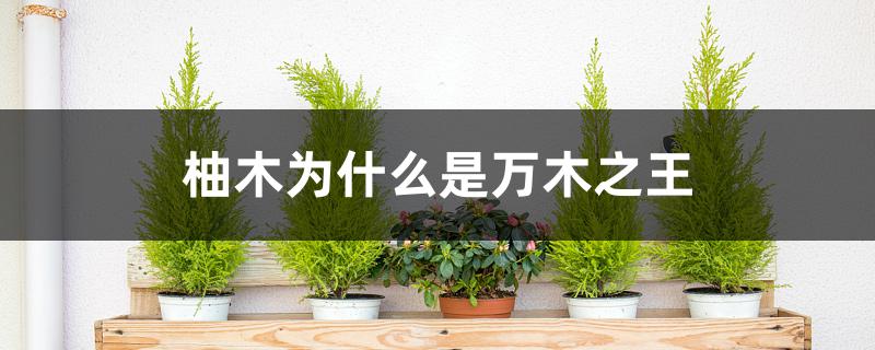 柚木为什么是万木之王 柚木为什么是万木之王