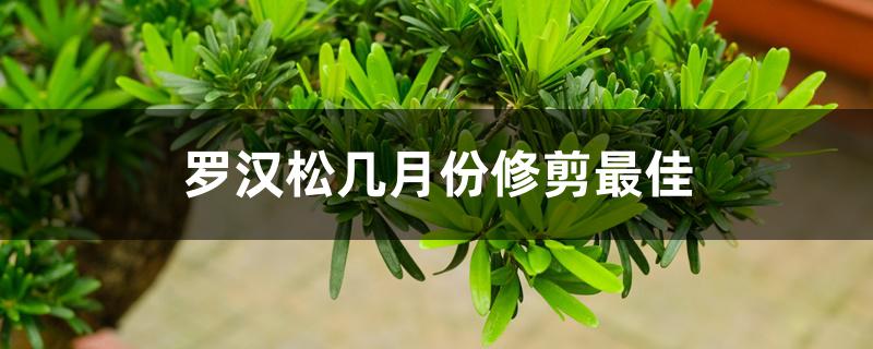 罗汉松几月份修剪最佳