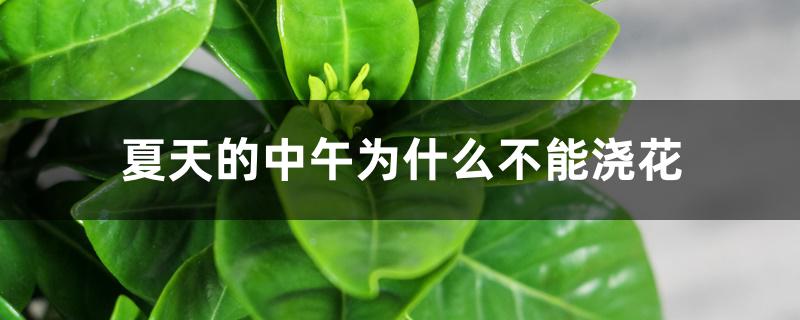 夏天的中午为什么不能浇花 夏天的中午为什么不能浇花