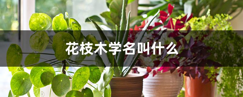 花枝木学名叫什么 花枝木学名叫什么