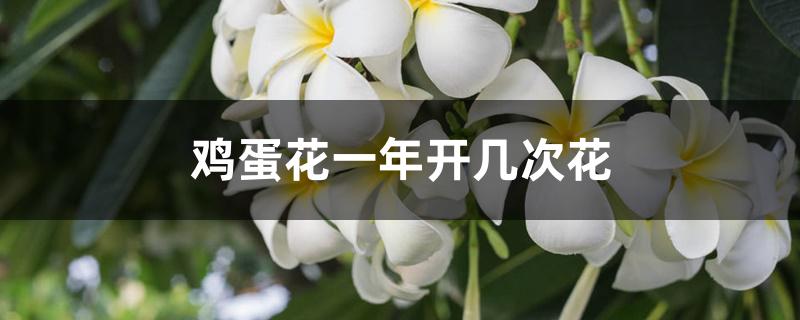 鸡蛋花一年开几次花 鸡蛋花一年开几次花