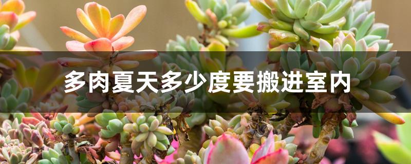 多肉夏天多少度要搬进室内 多肉夏天多少度要搬进室内
