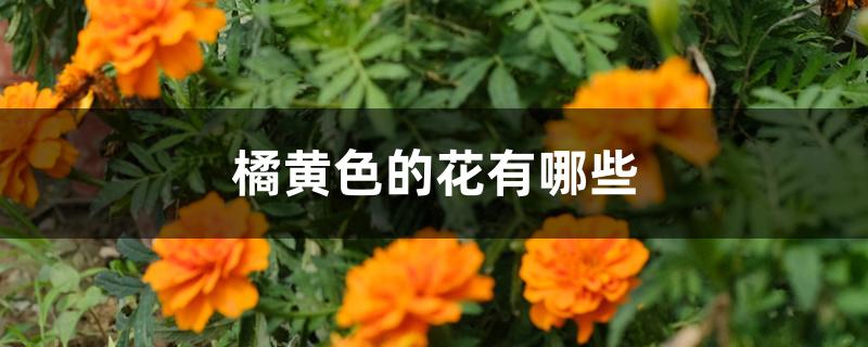橘黄色的花有哪些