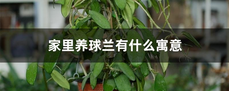 家里养球兰有什么寓意 家里养球兰有什么寓意