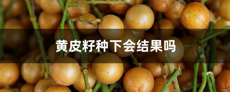 黄皮籽种下会结果吗