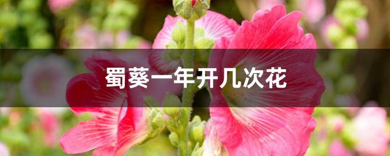 蜀葵一年开几次花 蜀葵一年开几次花
