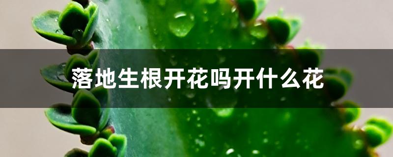 落地生根开花吗开什么花 落地生根开花吗开什么花