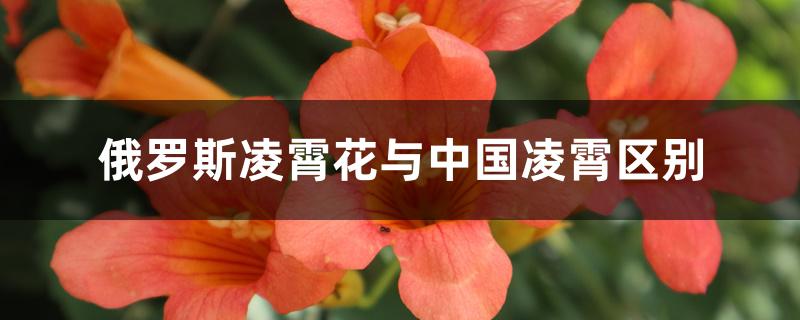俄罗斯凌霄花与中国凌霄区别 俄罗斯凌霄花与中国凌霄区别