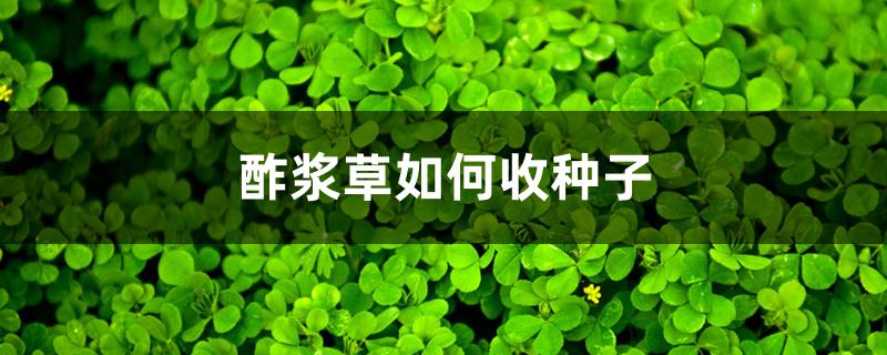 酢浆草如何收种子 酢浆草如何收种子