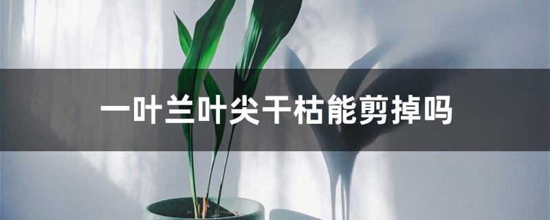 一叶兰叶尖干枯能剪掉吗 一叶兰叶尖干枯能剪掉吗