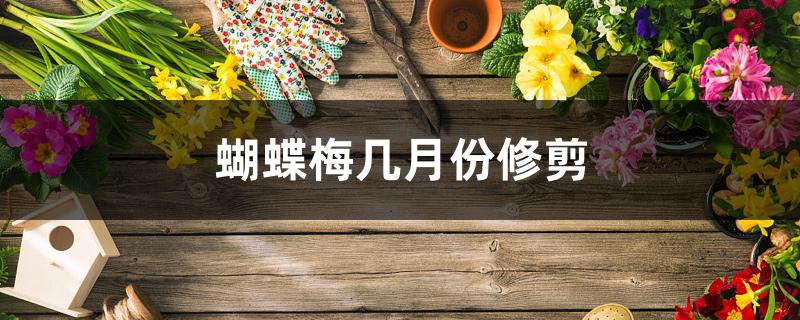蝴蝶梅几月份修剪 蝴蝶梅几月份修剪