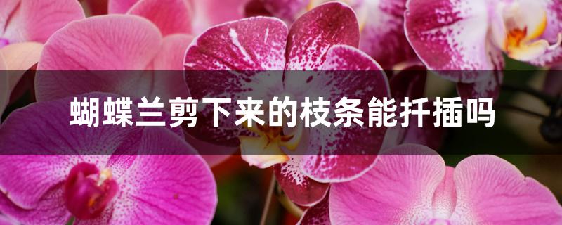 蝴蝶兰剪下来的枝条能扦插吗 蝴蝶兰剪下来的枝条能扦插吗