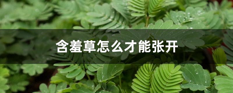 含羞草怎么才能张开