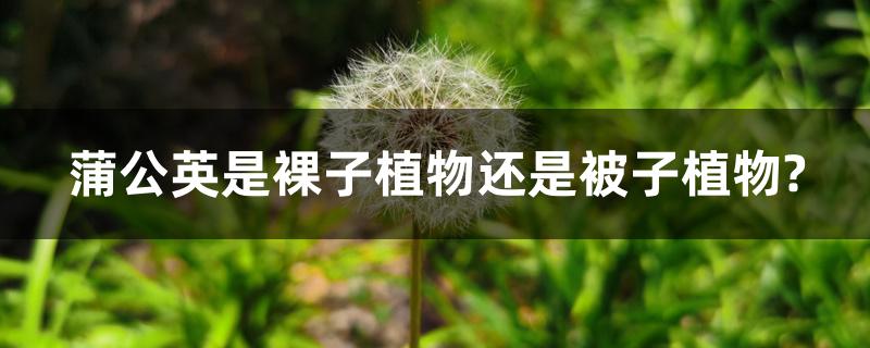 蒲公英是裸子植物还是被子植物?