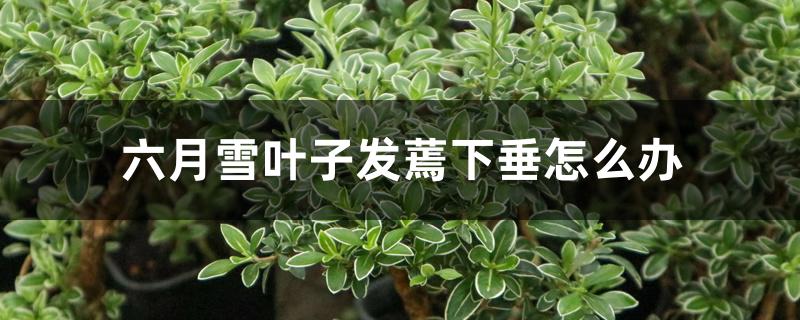 六月雪叶子发蔫下垂怎么办 六月雪叶子发蔫下垂怎么办