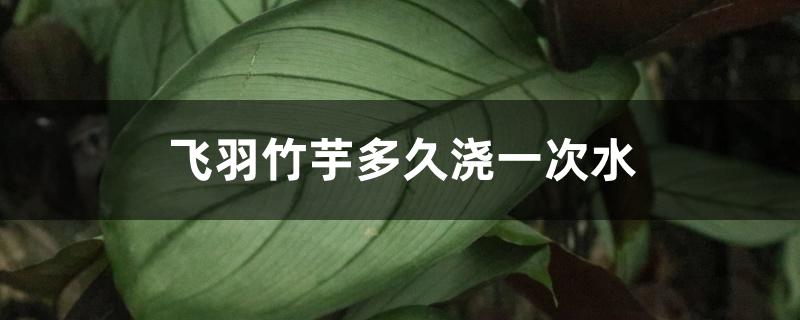 飞羽竹芋多久浇一次水 飞羽竹芋多久浇一次水