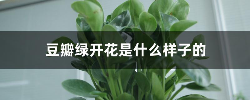 豆瓣绿开花是什么样子的