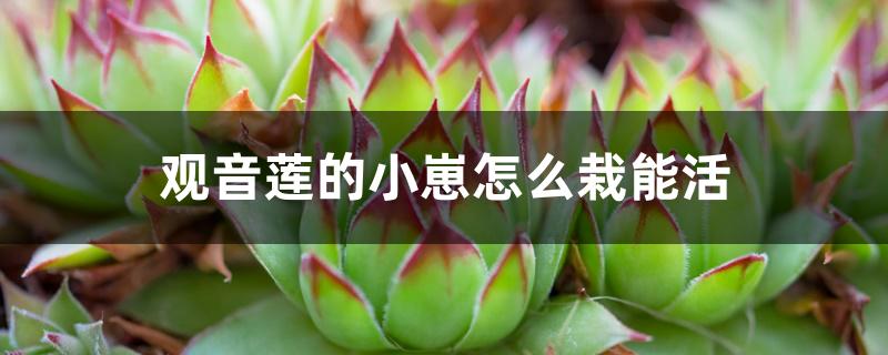 观音莲的小崽怎么栽能活 观音莲的小崽怎么栽能活