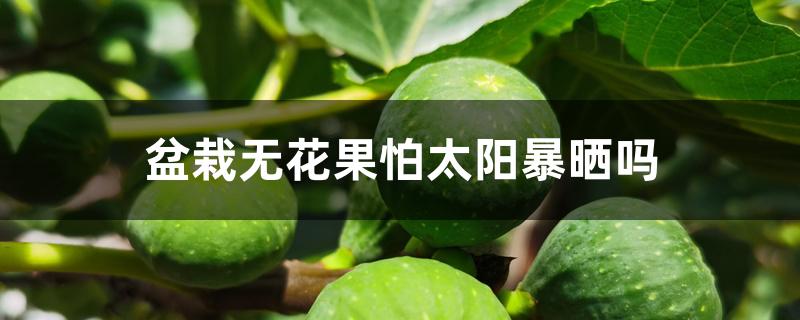 盆栽无花果怕太阳暴晒吗 盆栽无花果怕太阳暴晒吗