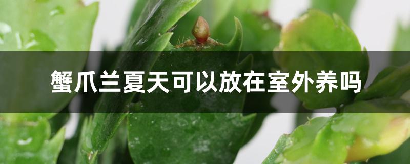 蟹爪兰夏天可以放在室外养吗 蟹爪兰夏天可以放在室外养吗