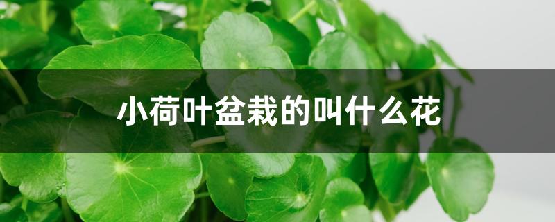 小荷叶盆栽的叫什么花 小荷叶盆栽的叫什么花