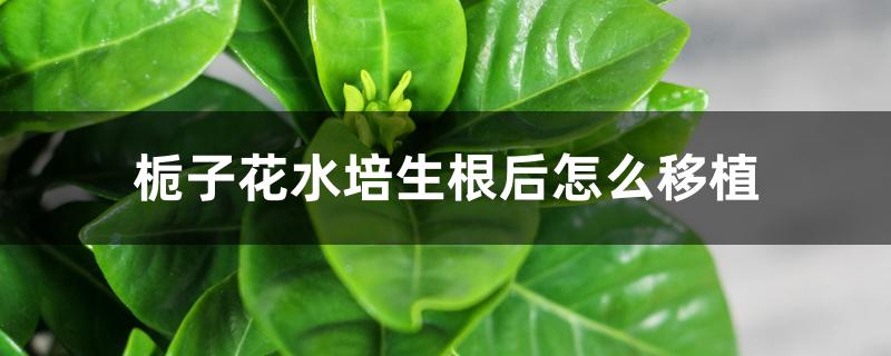栀子花水培生根后怎么移植 栀子花水培生根后怎么移植