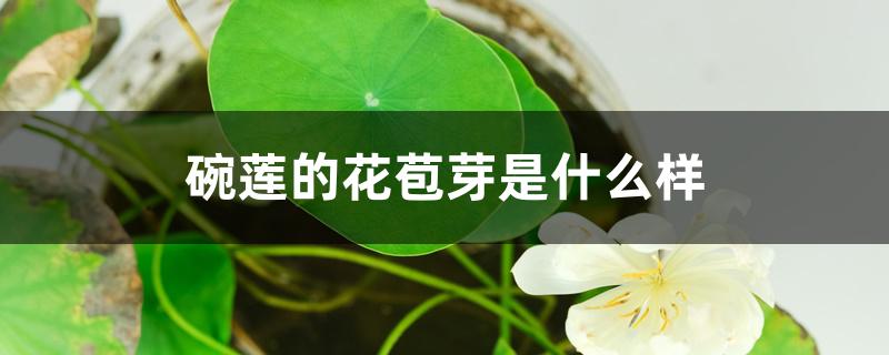 碗莲的花苞芽是什么样 碗莲的花苞芽是什么样
