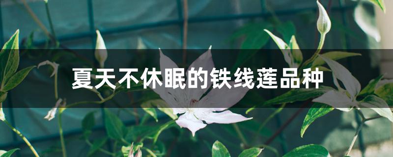 夏天不休眠的铁线莲品种 夏天不休眠的铁线莲品种
