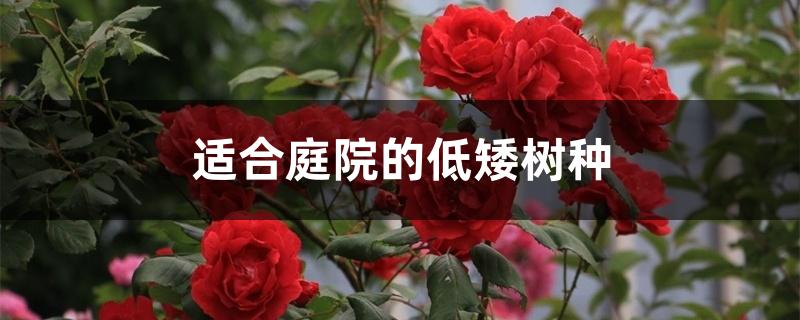 适合庭院的低矮树种 适合庭院的低矮树种