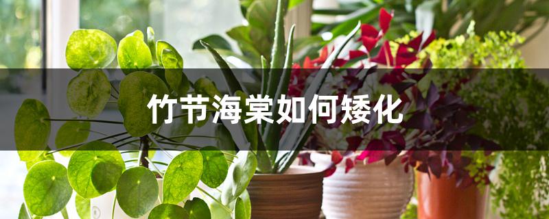 竹节海棠如何矮化 竹节海棠如何矮化