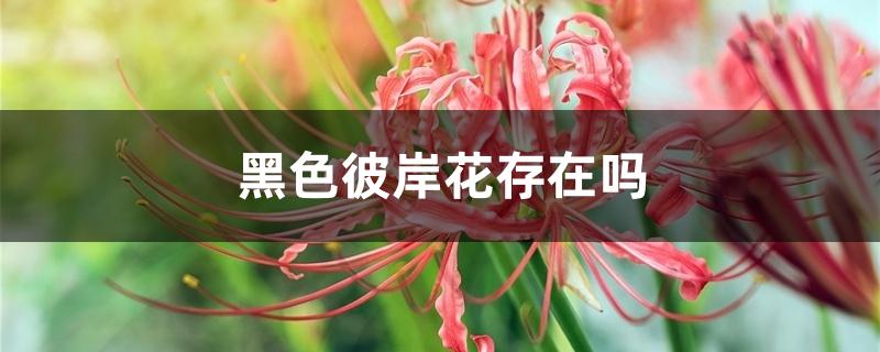 黑色彼岸花存在吗