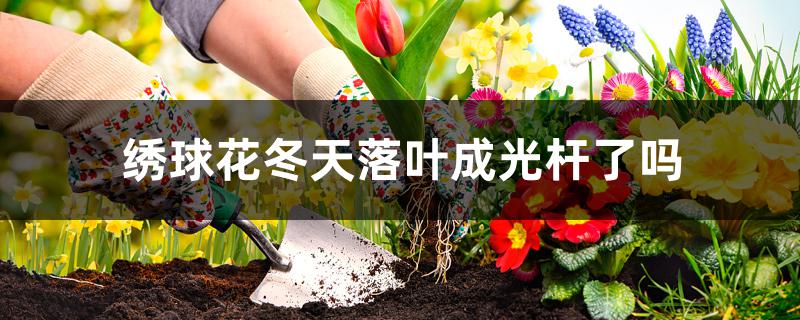 绣球花冬天落叶成光杆了吗 绣球花冬天落叶成光杆了吗