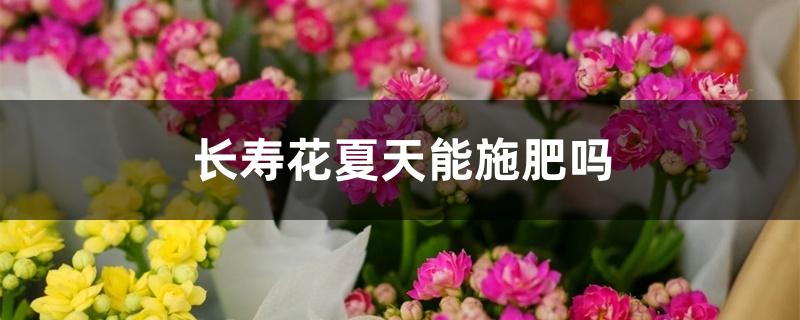 长寿花夏天能施肥吗 长寿花夏天能施肥吗
