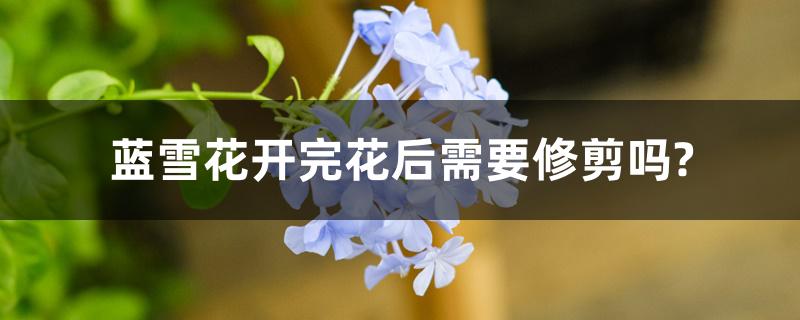 蓝雪花开完花后需要修剪吗? 蓝雪花开完花后需要修剪吗?