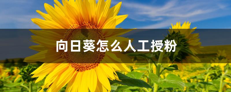 向日葵怎么人工授粉 向日葵怎么人工授粉