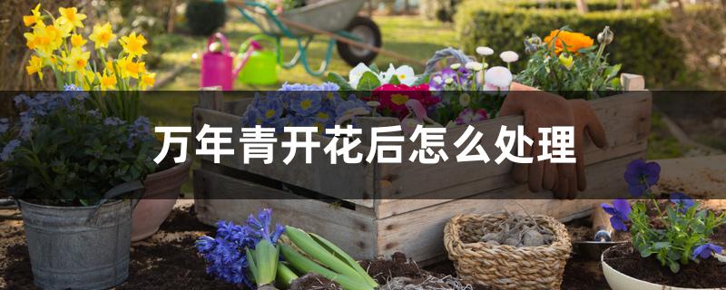 万年青开花后怎么处理 万年青开花后怎么处理