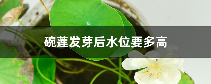 碗莲发芽后水位要多高 碗莲发芽后水位要多高