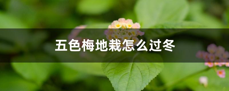 五色梅地栽怎么过冬 五色梅地栽怎么过冬