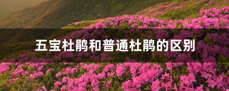 五宝杜鹃和普通杜鹃的区别