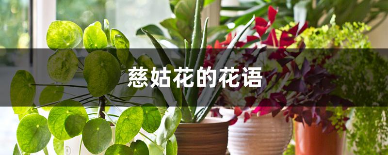 慈姑花的花语 慈姑花的花语