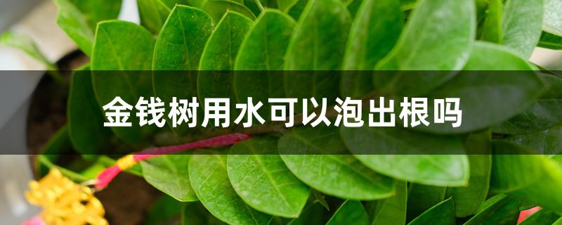 金钱树用水可以泡出根吗