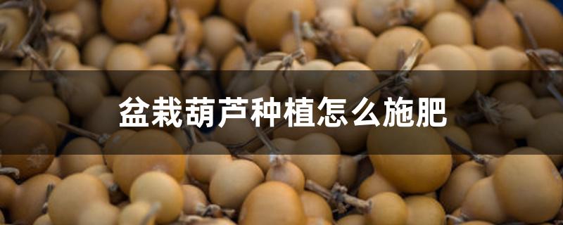 盆栽葫芦种植怎么施肥 盆栽葫芦种植怎么施肥