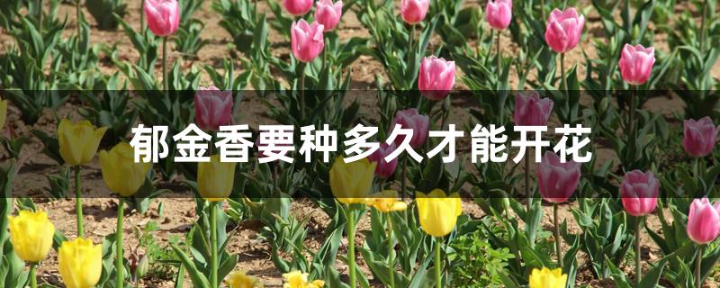 郁金香要种多久才能开花 郁金香要种多久才能开花