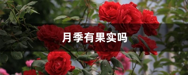 月季有果实吗 月季有果实吗