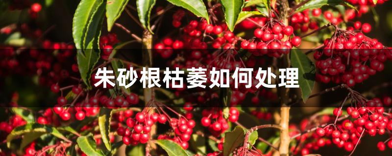 朱砂根枯萎如何处理 朱砂根枯萎如何处理