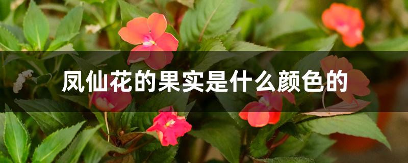 凤仙花的果实是什么颜色的 凤仙花的果实是什么颜色的