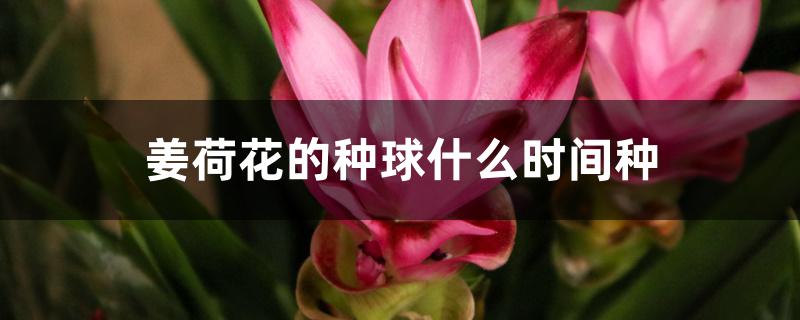 姜荷花的种球什么时间种 姜荷花的种球什么时间种