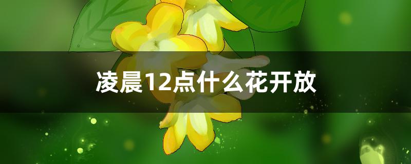 凌晨12点什么花开放 凌晨12点什么花开放