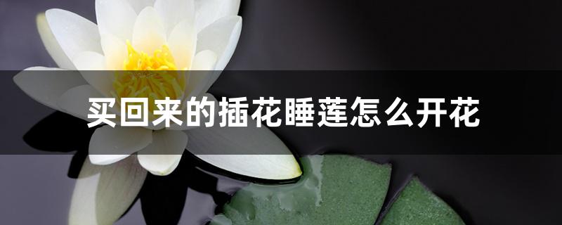 买回来的插花睡莲怎么开花 买回来的插花睡莲怎么开花