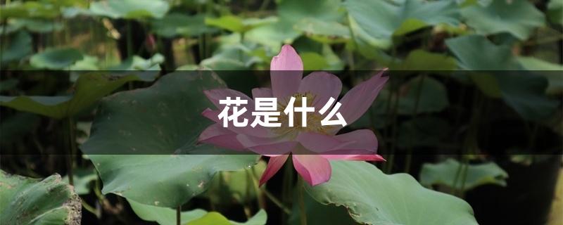 花是什么 花是什么